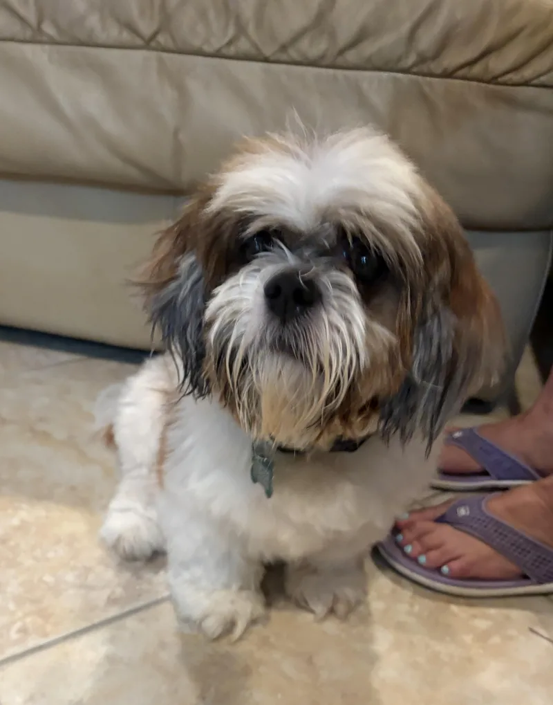 Gizmo thumbnail 2