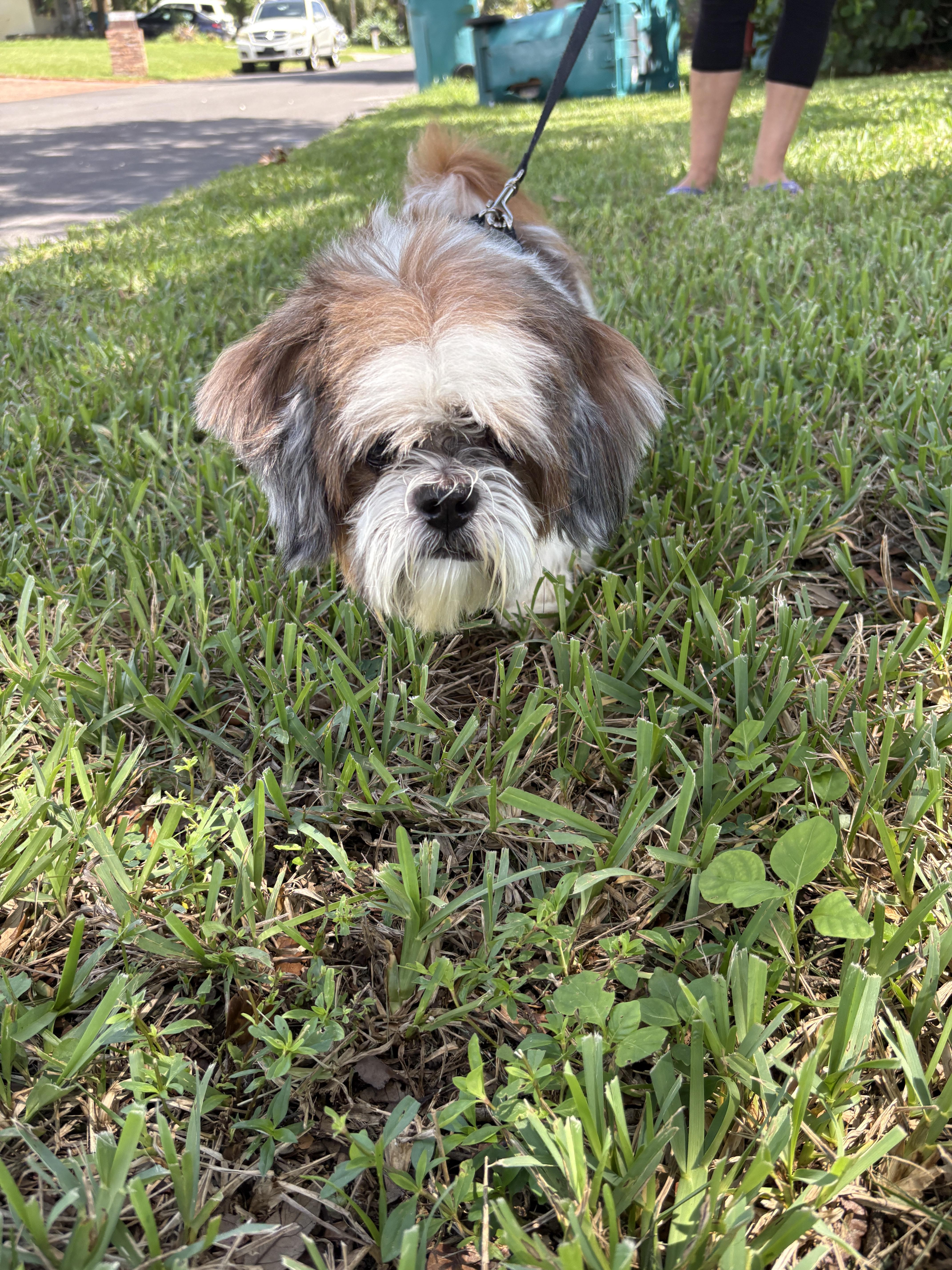 Gizmo thumbnail 3