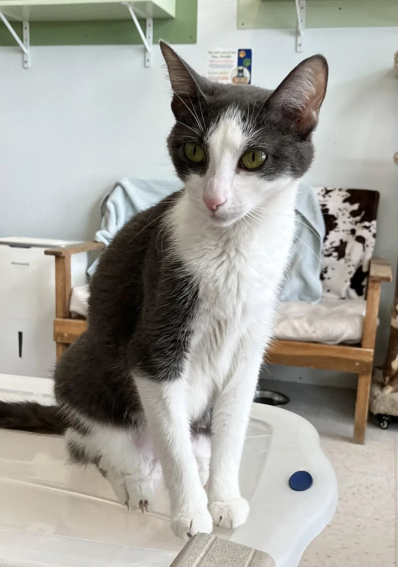 An adult medium-sized female Gray & White Domestic Short Hair cat named Lavinia for adoption in Dublin, OH