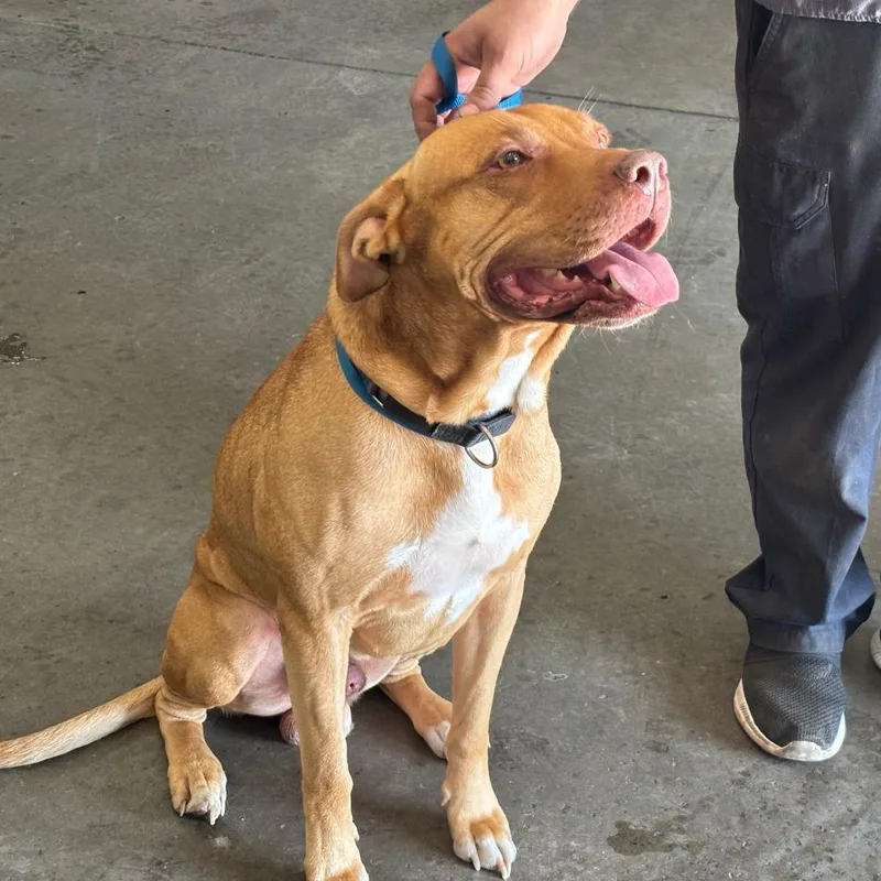 An adult large-sized male Red / Chestnut / Orange Pit Bull Terrier dog named Hulk for adoption in Saint Joseph, MO