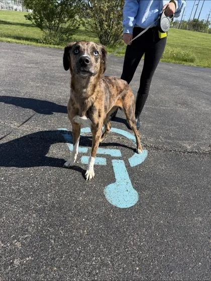 An adult medium-sized male Mixed Breed dog named Tarzan for adoption in Columbus, IN