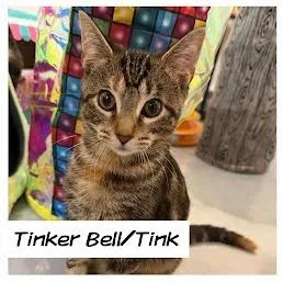 A baby medium-sized female Torbie Domestic Short Hair cat named Tinker Bell for adoption in Edwardsville, IL