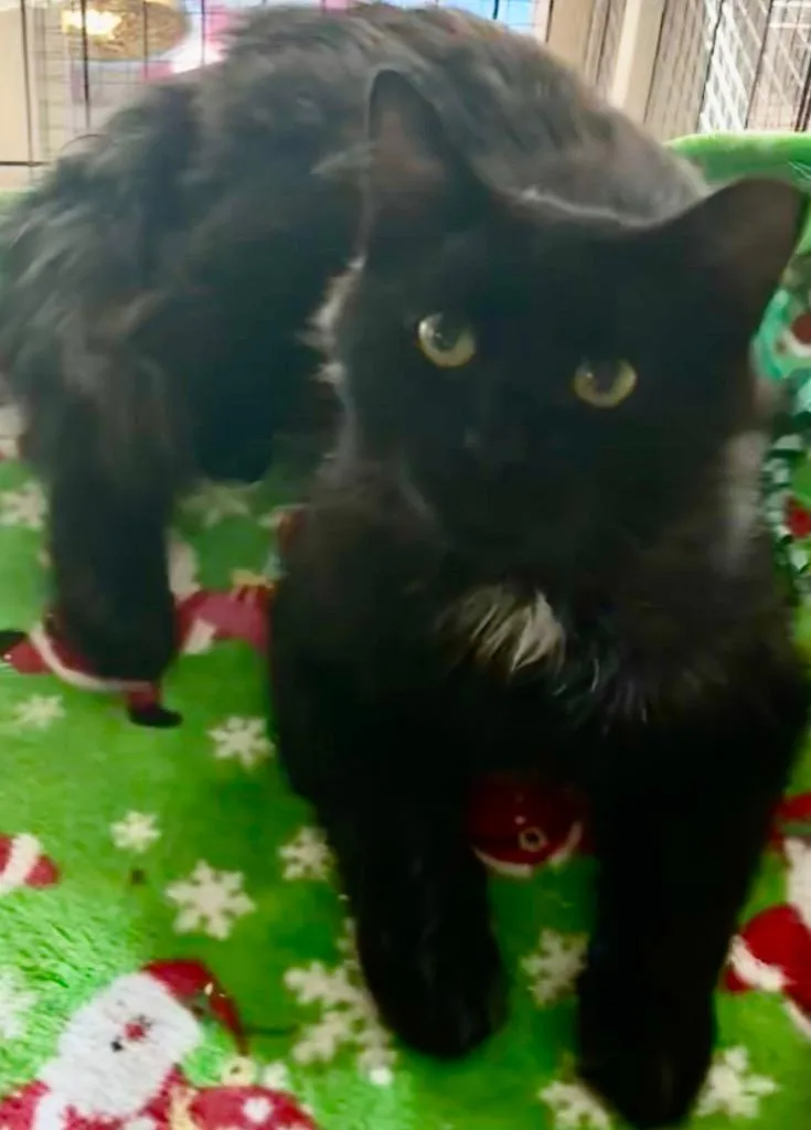 An adult large-sized male Domestic Medium Hair cat named River for adoption in Elizabethton, TN