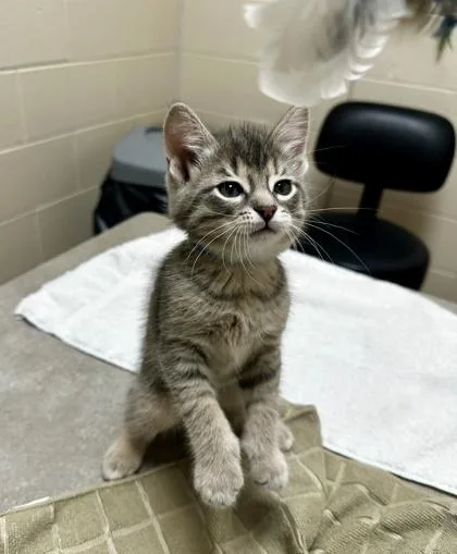 A baby small-sized male Domestic Short Hair cat named Gadget for adoption in Westland, MI