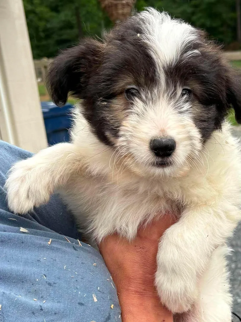 A baby small-sized female Miniature Poodle dog named Yippee for adoption in Havertown, PA