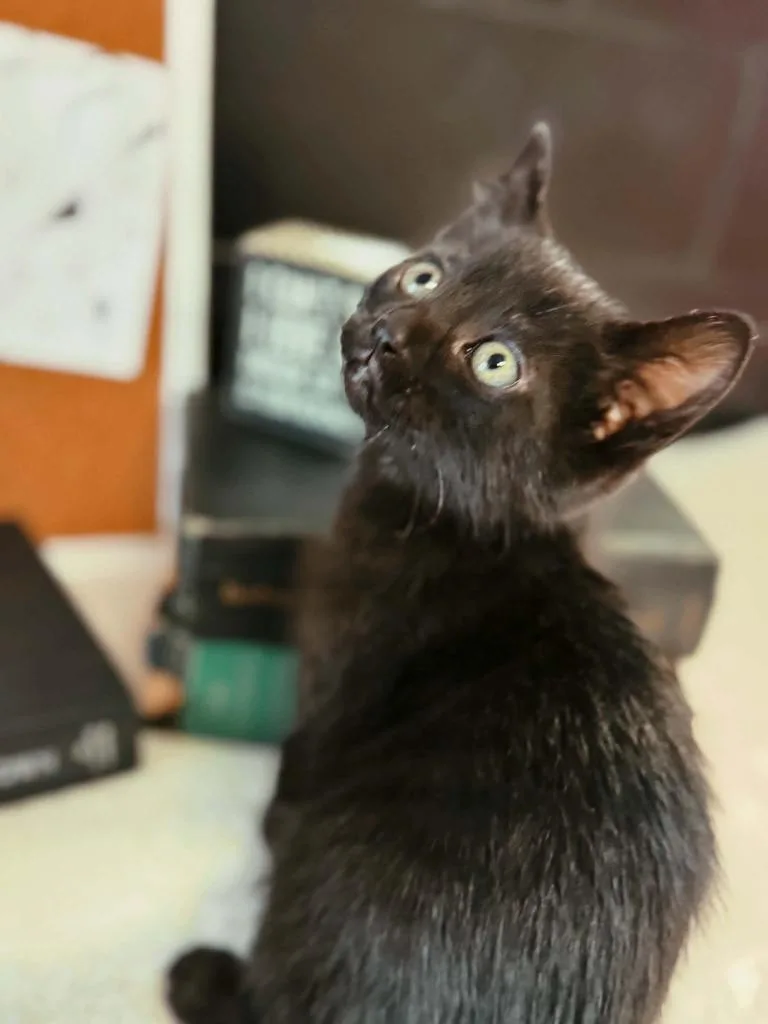 A baby small-sized male Domestic Short Hair cat named Apostrophe for adoption in Effingham, IL