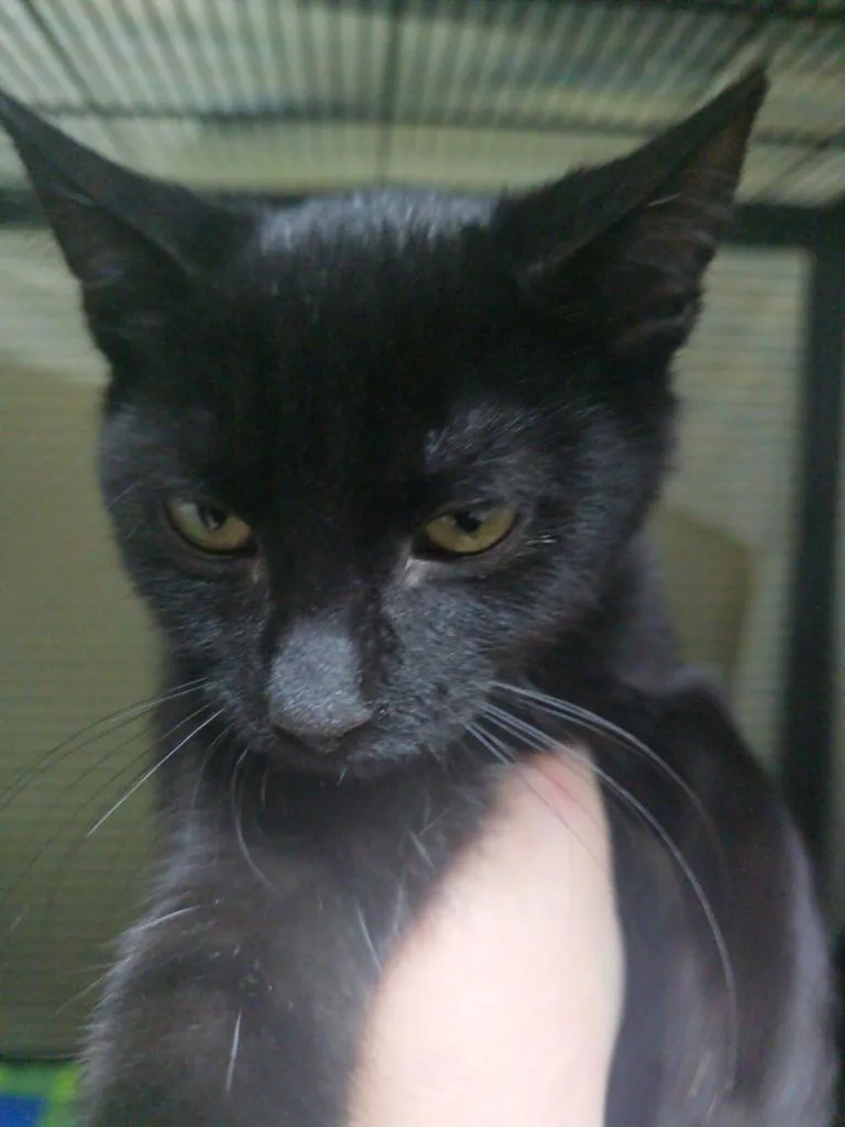 A young small-sized female Domestic Short Hair cat named Barbara for adoption in Pine Grove, PA