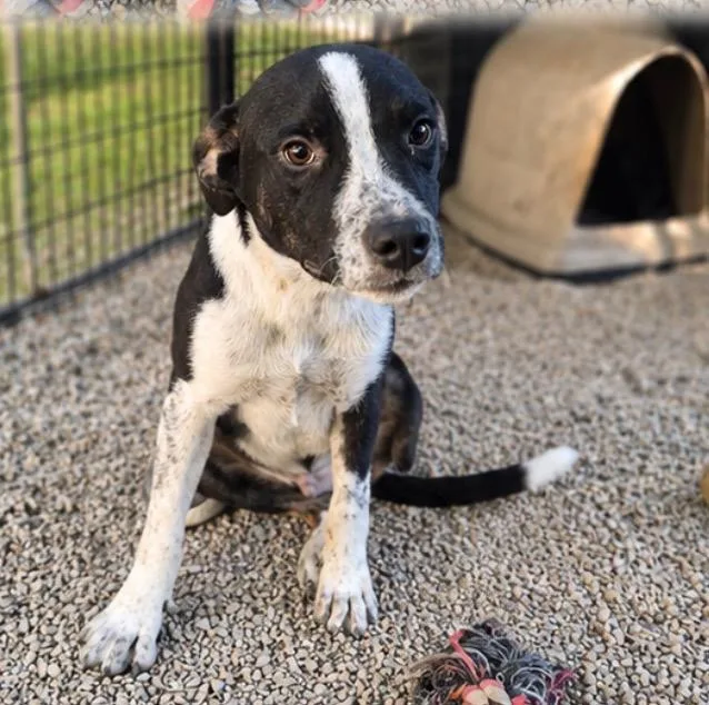 A baby medium-sized male Australian Kelpie dog named Zoidberg for adoption in Neosho, MO