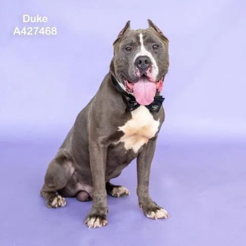 An adult medium-sized male Pit Bull Terrier dog named Duke for adoption in Conroe, TX