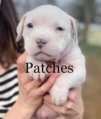 A baby large-sized male American Bulldog dog named Patches for adoption in Brooklyn Center, MN