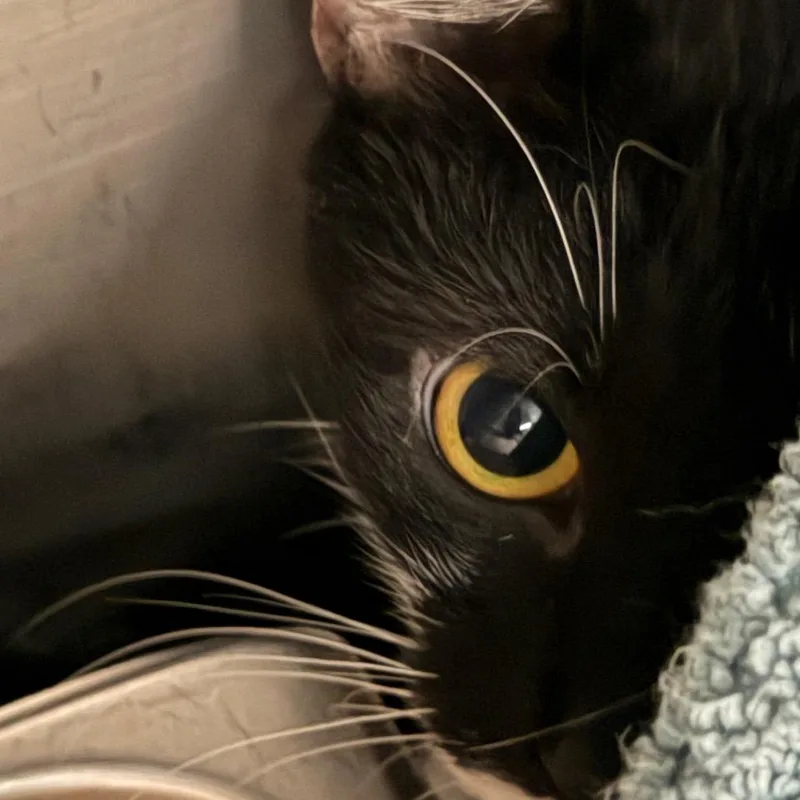 An adult large-sized female Black Domestic Short Hair cat named Sweet Pea for adoption in Troy, VA