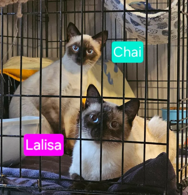 Chai thumbnail 2