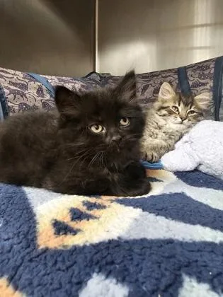 A young small-sized male Persian cat named Cashmere for adoption in Phoenix, AZ