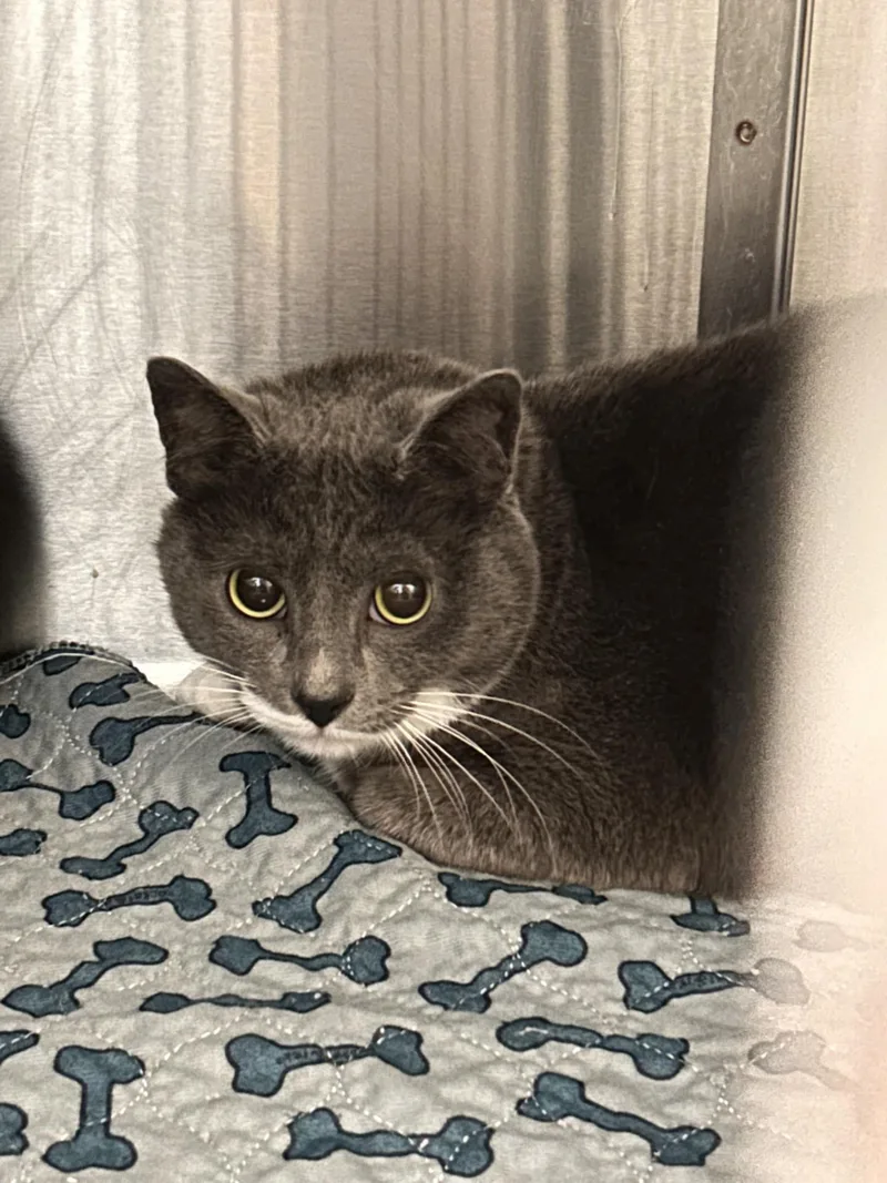 An adult medium-sized female Gray & White Domestic Short Hair cat named Fancy for adoption in Germanton, NC