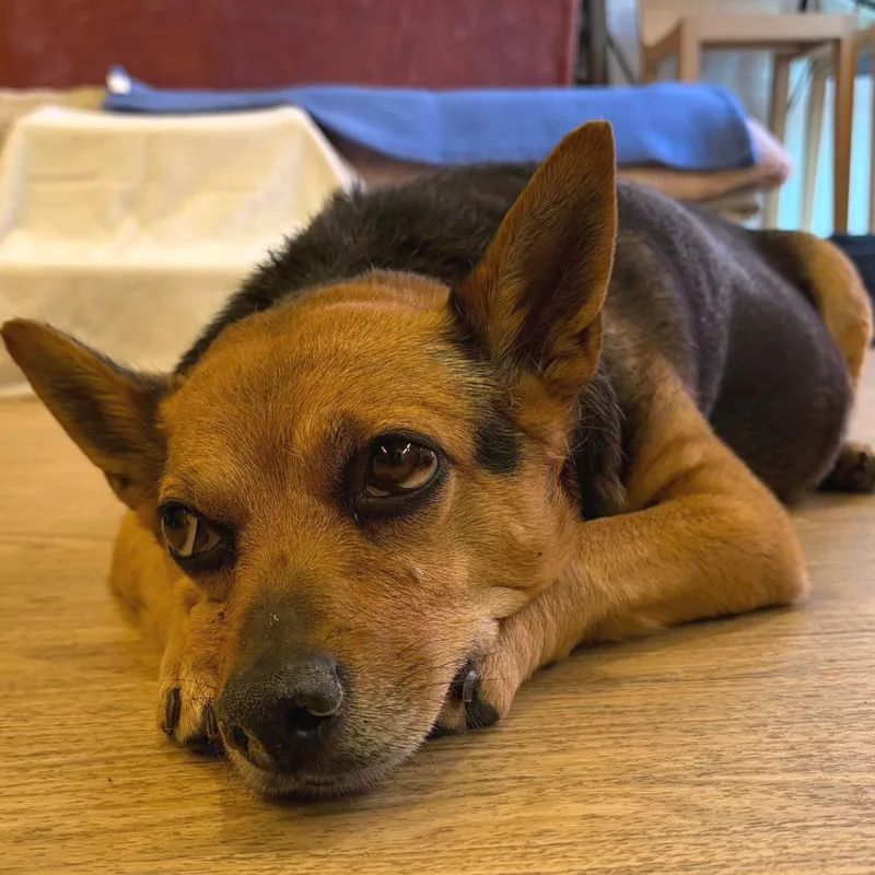 A senior medium-sized female Black Jack Russell Terrier dog named Teacher's Pet for adoption in San Francisco, CA