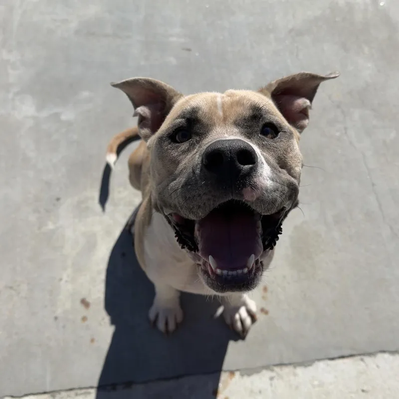 An adult medium-sized female Pit Bull Terrier dog named Andromeda for adoption in Birmingham, AL