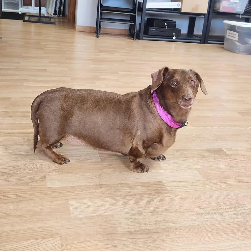 Peanut