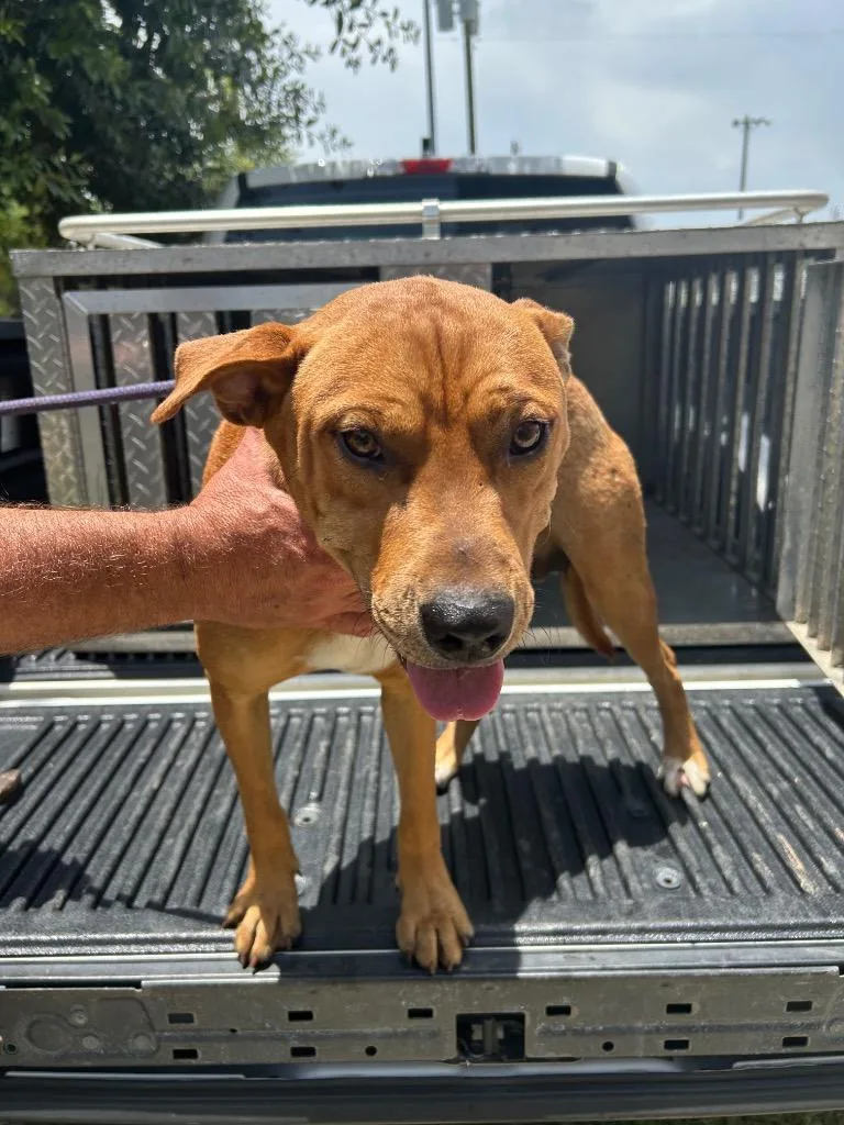 An adult medium-sized male Pit Bull Terrier dog named Clash for adoption in Gautier, MS