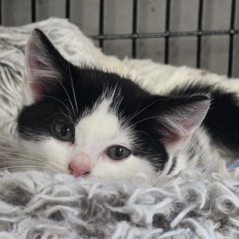 A baby medium-sized male White Domestic Short Hair cat named Uno for adoption in Johnson City, NY