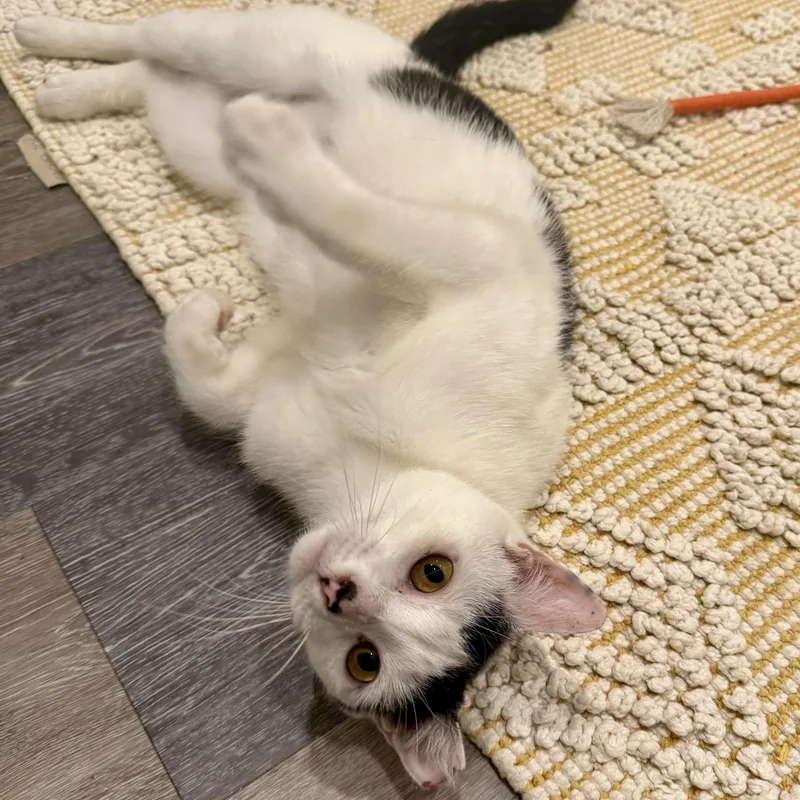 An adult medium-sized female Black & White / Tuxedo Domestic Short Hair cat named Buttermilk Betsy for adoption in Alexandria, VA