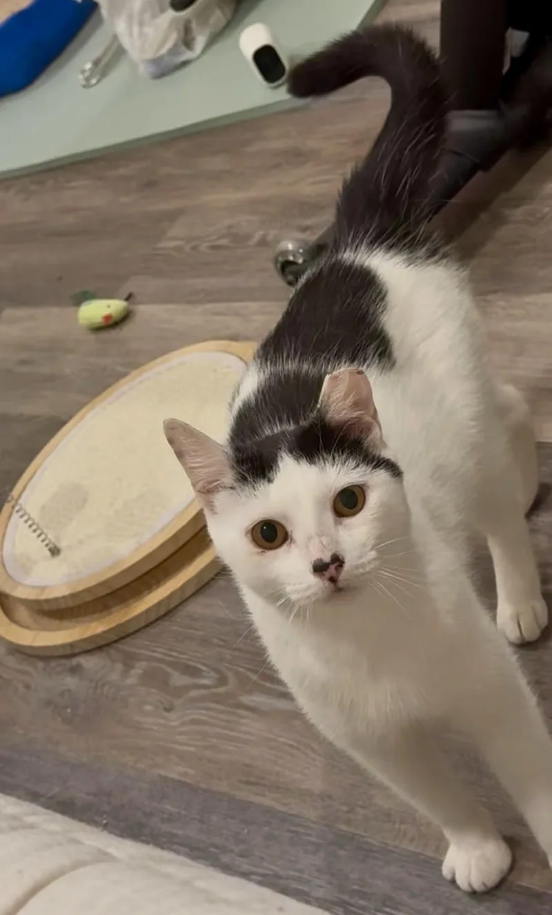 Buttermilk Betsy thumbnail 3