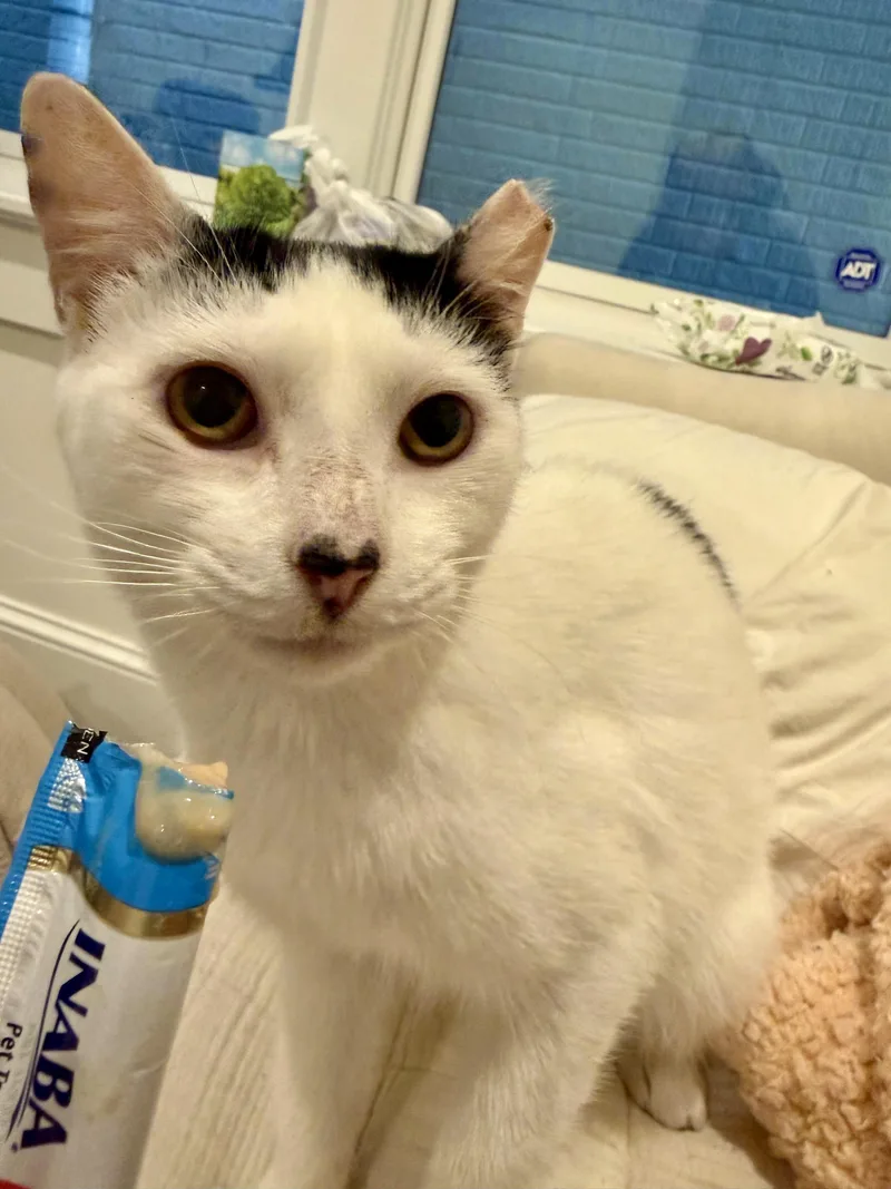Buttermilk Betsy thumbnail 5