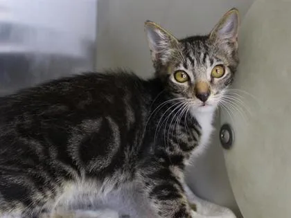 A baby small-sized male Domestic Short Hair cat named Seminole for adoption in Daytona Beach, FL