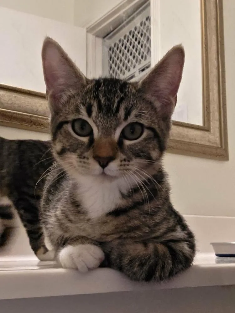 Pasticcia thumbnail 2