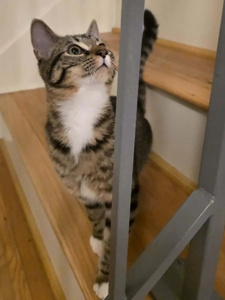 Pasticcia thumbnail 3