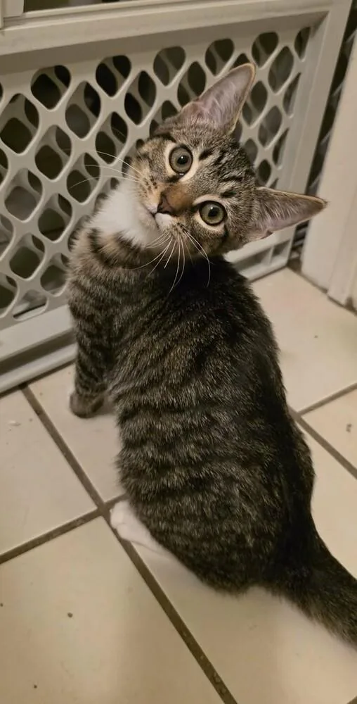 Pasticcia thumbnail 4