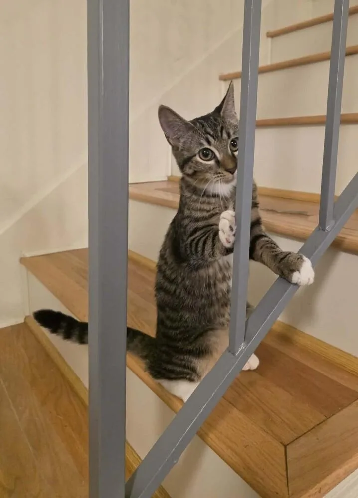 Pasticcia thumbnail 5