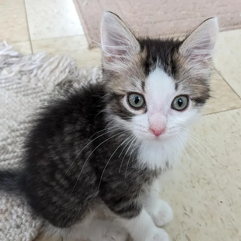 A baby small-sized male Brown / Chocolate Domestic Medium Hair cat named Snowy Pl for adoption in Union, MO