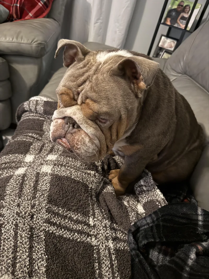 An adult medium-sized male English Bulldog dog named Pumba for adoption in PALM BAY, FL