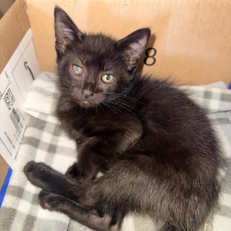 A baby small-sized male Black Domestic Short Hair cat named Binx for adoption in Corinth, MS