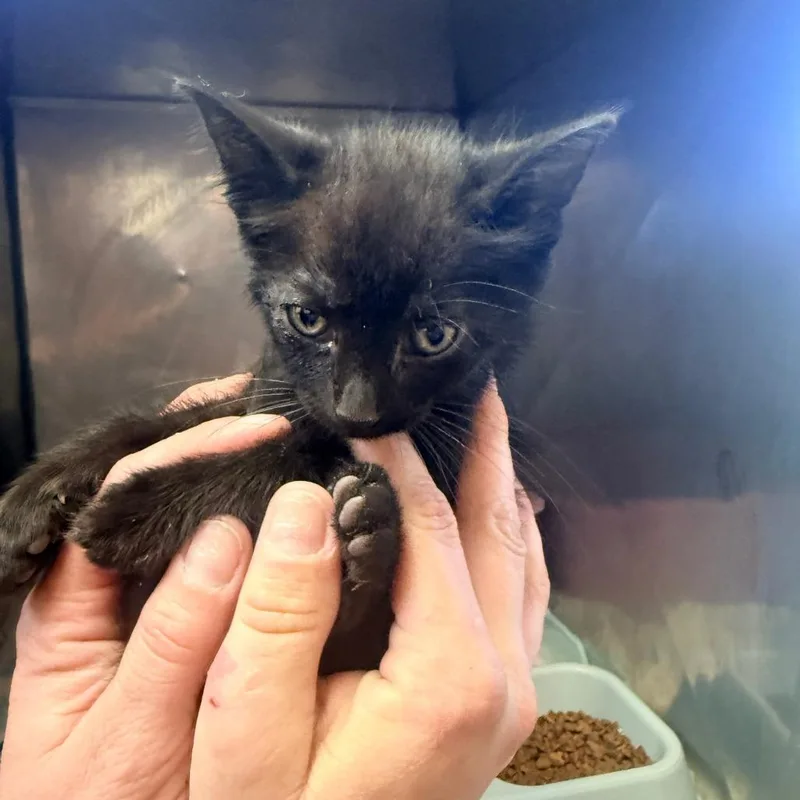 Binx thumbnail 2