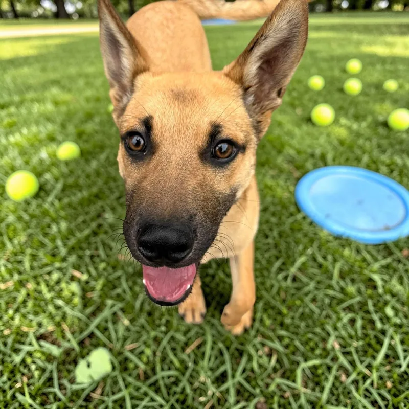 A baby large-sized male Golden German Shepherd Dog dog named Kenny for adoption in Austin, TX