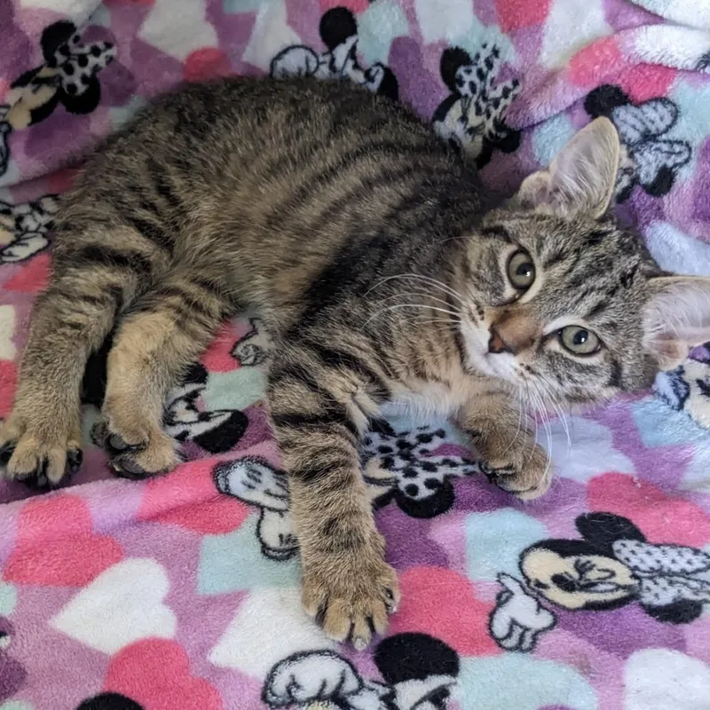A young small-sized female Brown / Chocolate Domestic Short Hair cat named Squid for adoption in Pittsburgh, PA
