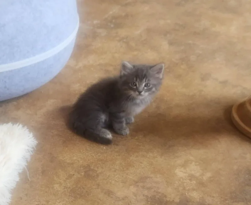 Wiggles