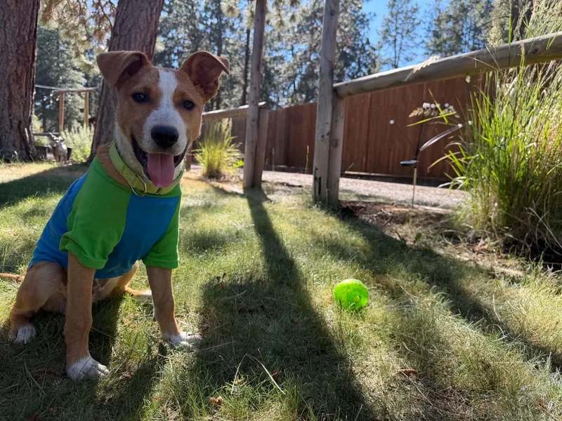 A baby medium-sized male Merle (Red) Australian Cattle Dog / Blue Heeler dog named Scout for adoption in Bend, OR