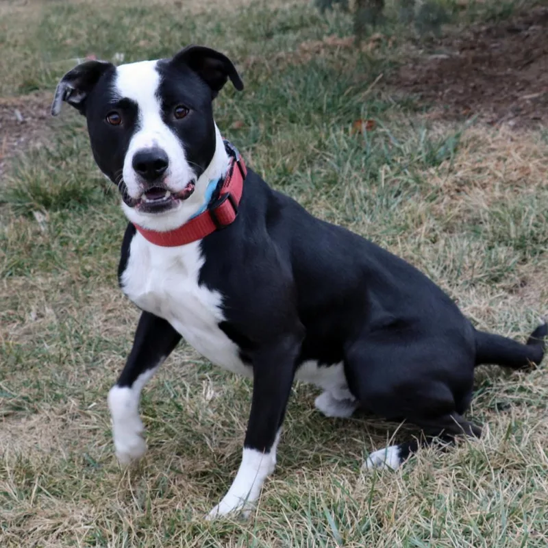 An adult large-sized male Black Labrador Retriever dog named Mac for adoption in Council Bluffs, IA