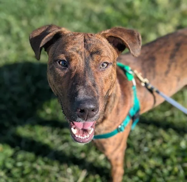 A young large-sized male Pit Bull Terrier dog named Seymour for adoption in Santa Rosa, CA
