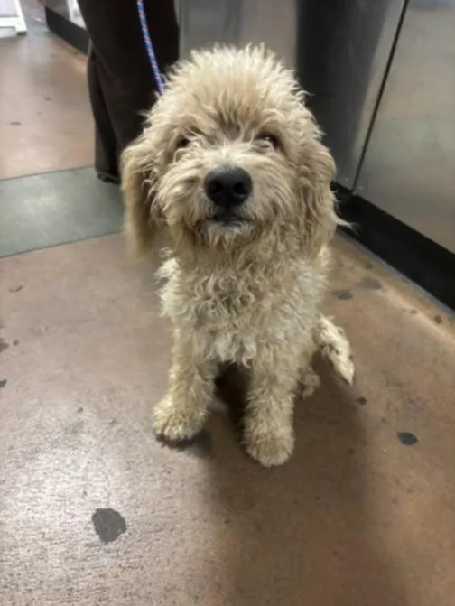 An adult large-sized male Poodle dog named Jax Teddy for adoption in Van Nuys, CA