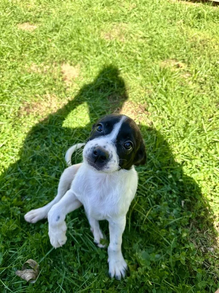 A baby medium-sized female Tricolor (Brown, Black, & White) Boston Terrier dog named Gremlin for adoption in Clinton Township, MI