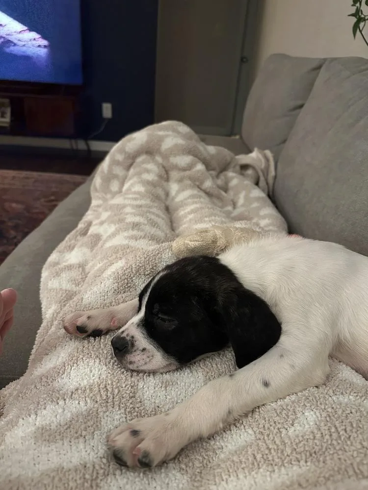 Gremlin thumbnail 5