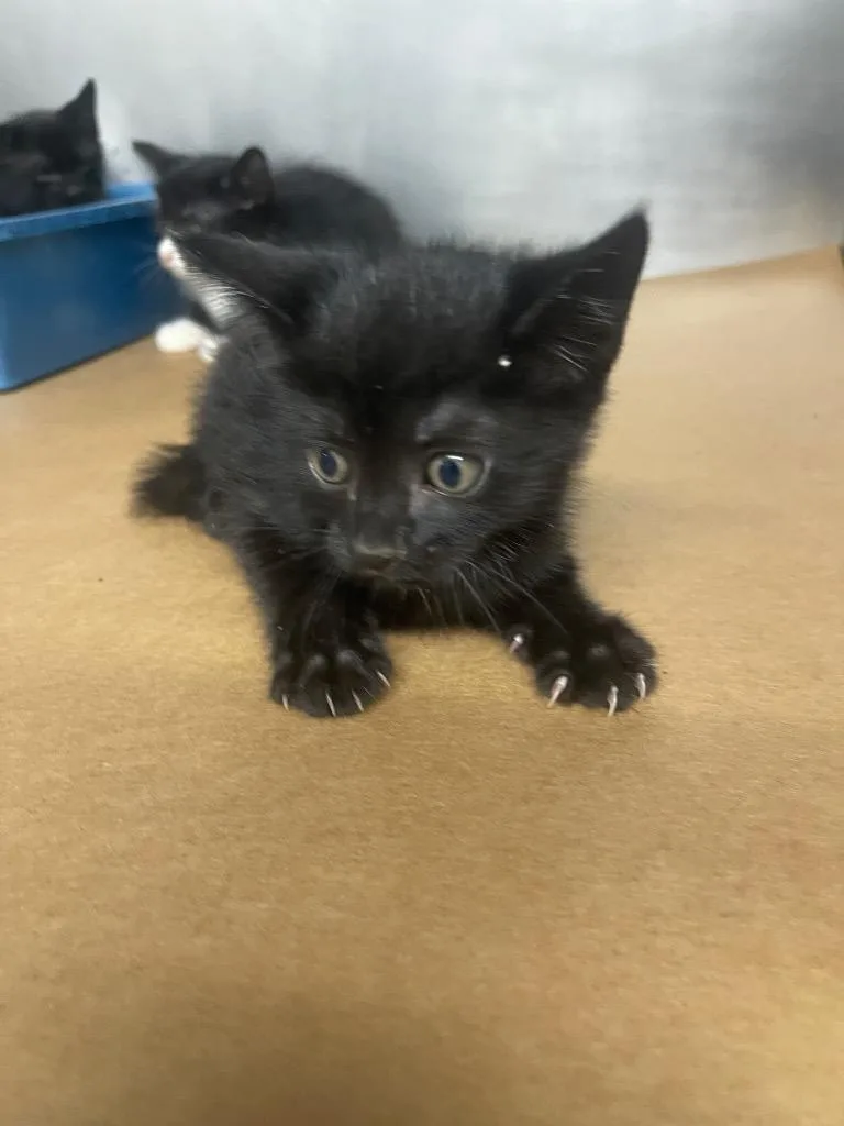 A baby large-sized female Domestic Short Hair cat named Nakies for adoption in Cartersville , GA