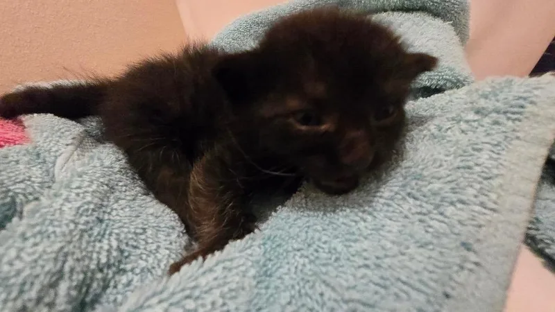 A baby medium-sized female Domestic Short Hair cat named Blackberry for adoption in San Antonio, TX