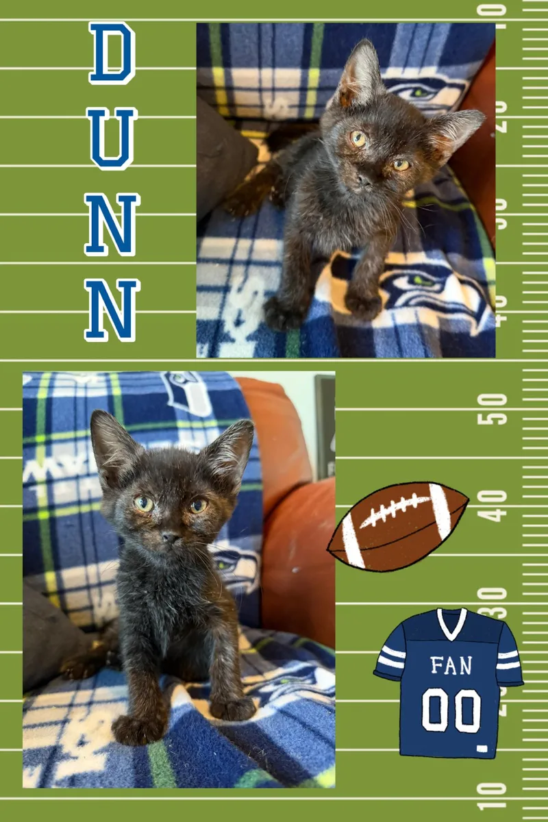 A baby medium-sized male Black Domestic Short Hair cat named Dunn for adoption in Pasco, WA