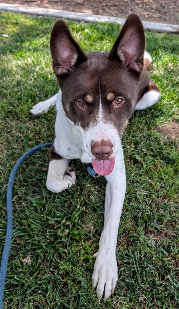 An adult large-sized male Border Collie dog named Dan The Man for adoption in El Cajon, CA