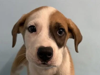 A baby large-sized male Shepherd dog named Mahogany for adoption in Coon Rapids, MN