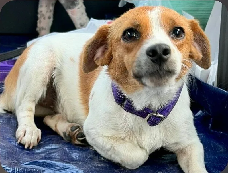 A young medium-sized female Terrier dog named Penny Bright for adoption in Saunderstown, RI